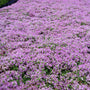 Deer resistant Elfin Thyme forming a tight mat along a sunny garden path