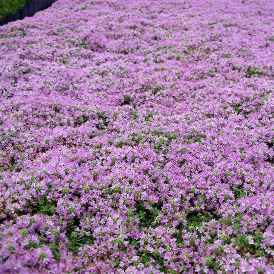 Deer resistant Elfin Thyme forming a tight mat along a sunny garden path