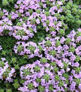 Elfin Thyme