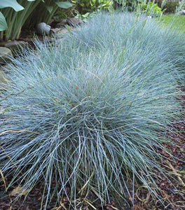 Elijah Blue Fescue