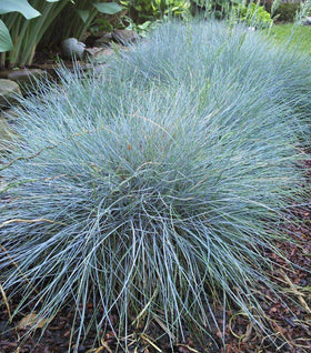 Elijah Blue Fescue