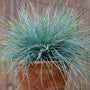 Elijah Blue Fescue in a ceramic pot