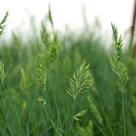 close up of blue fescue grass