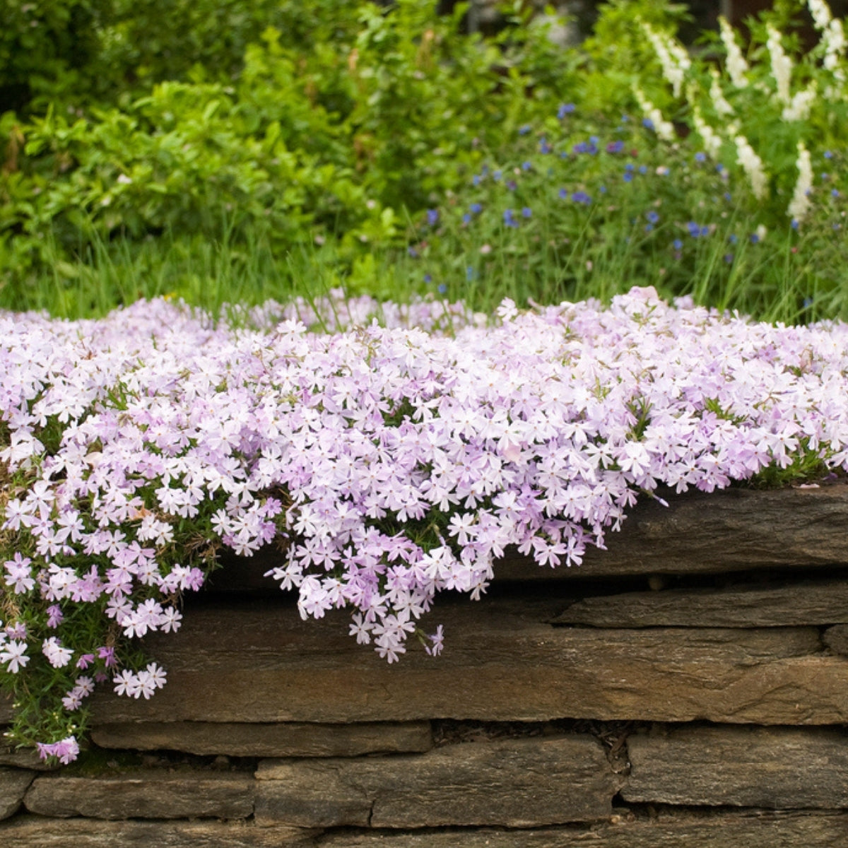emerald-blue-creeping-phlox-