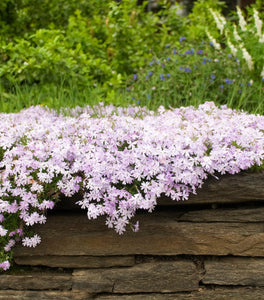 Emerald Blue Creeping Phlox