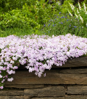 Emerald Blue Creeping Phlox