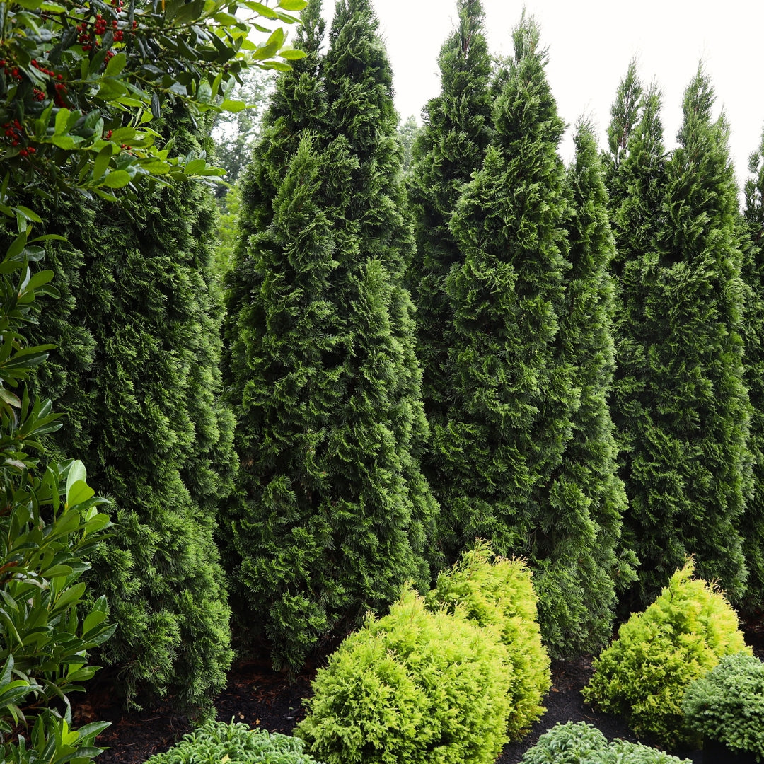 Arborvitae Growth Rate And Drought Tolerance 53 OFF Arborvitae growth rate and drought tolerance 53 off