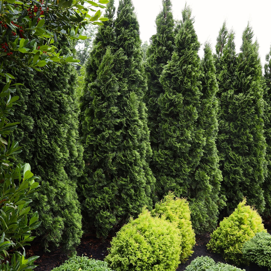 Buy Emerald Green Arborvitae Online | Garden Goods Direct