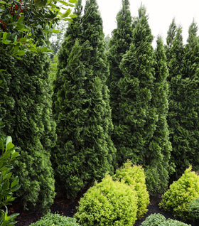 Spring on sale grove arborvitae