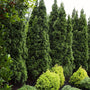 emerald green arborvitae planted as a privacy screen