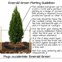 Planting Guide for Emerald Green Arborvitae
