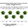 Plantng Diagram for an Arborvitae Eerald Green Privacy Screen