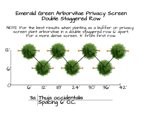 Plantng Diagram for an Arborvitae Eerald Green Privacy Screen