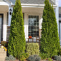2 emerald green arborvitae trees framing a front porch