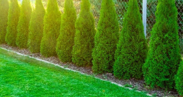 Emerald Petite Arborvitae
