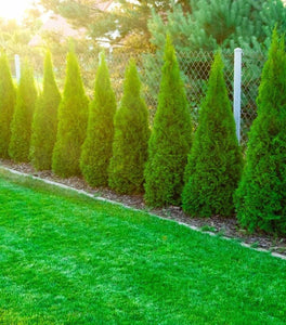 Emerald Petite Arborvitae