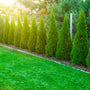 Emerald Petite Arborvitae with dense emerald-green foliage and narrow upright form in a sunny landscape