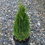 Emerald petite Arborvitae in a nursery pot