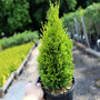 close up of emerald petite arborvitae in a one-gallon pot