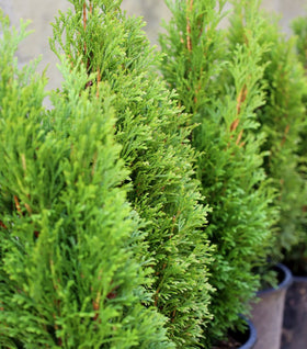 Emerald Petite Arborvitae