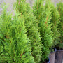 emerald petite arborvitae in one-gallon pots