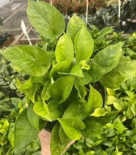 Emerald Pothos