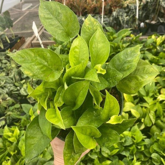 rare pothos for sale Emerald Pothos