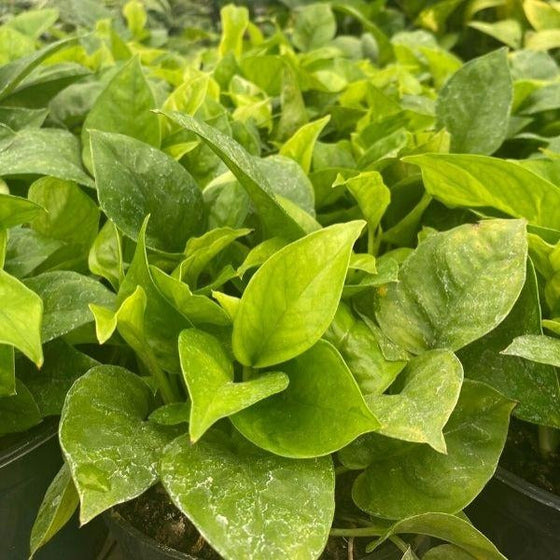 emerald pothos plant with green on green variegation