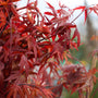 Emperor One Japanese Maple vibrant red leaf color