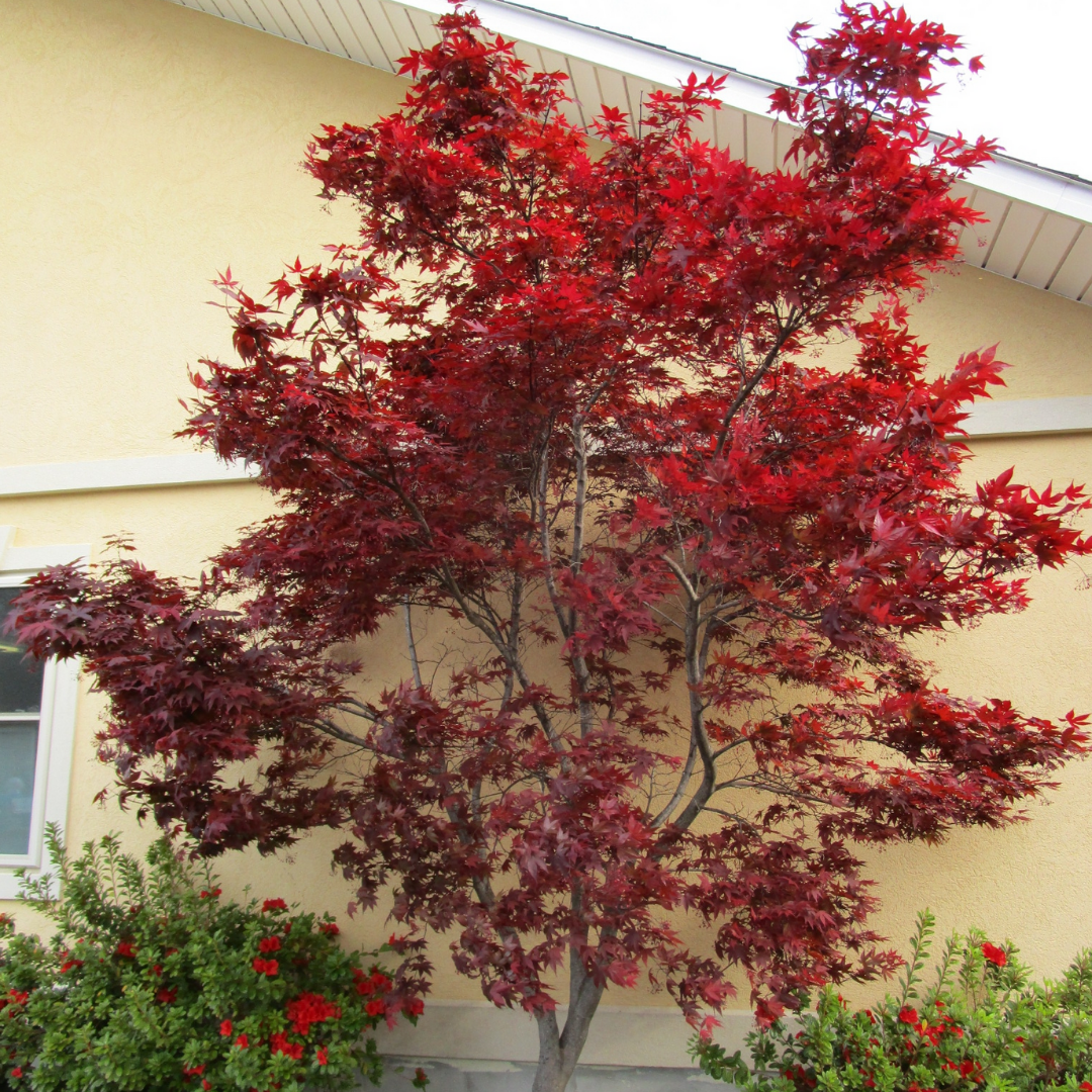 Emperor One Japanese Maple for Sale | Upright Red Maple Tree