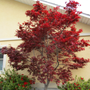 Emperor 1 Japanese Maple tree for sale online