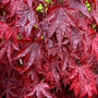 Emperor One Japanese Maple Leaves Fall Color