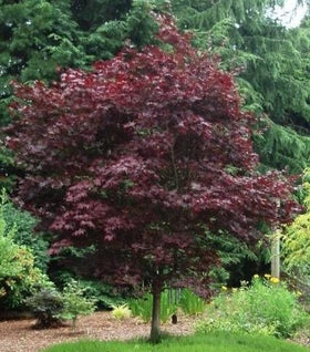 Emperor Japanese Maple