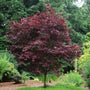 Emperor One Japanese Maple Dark Red Color