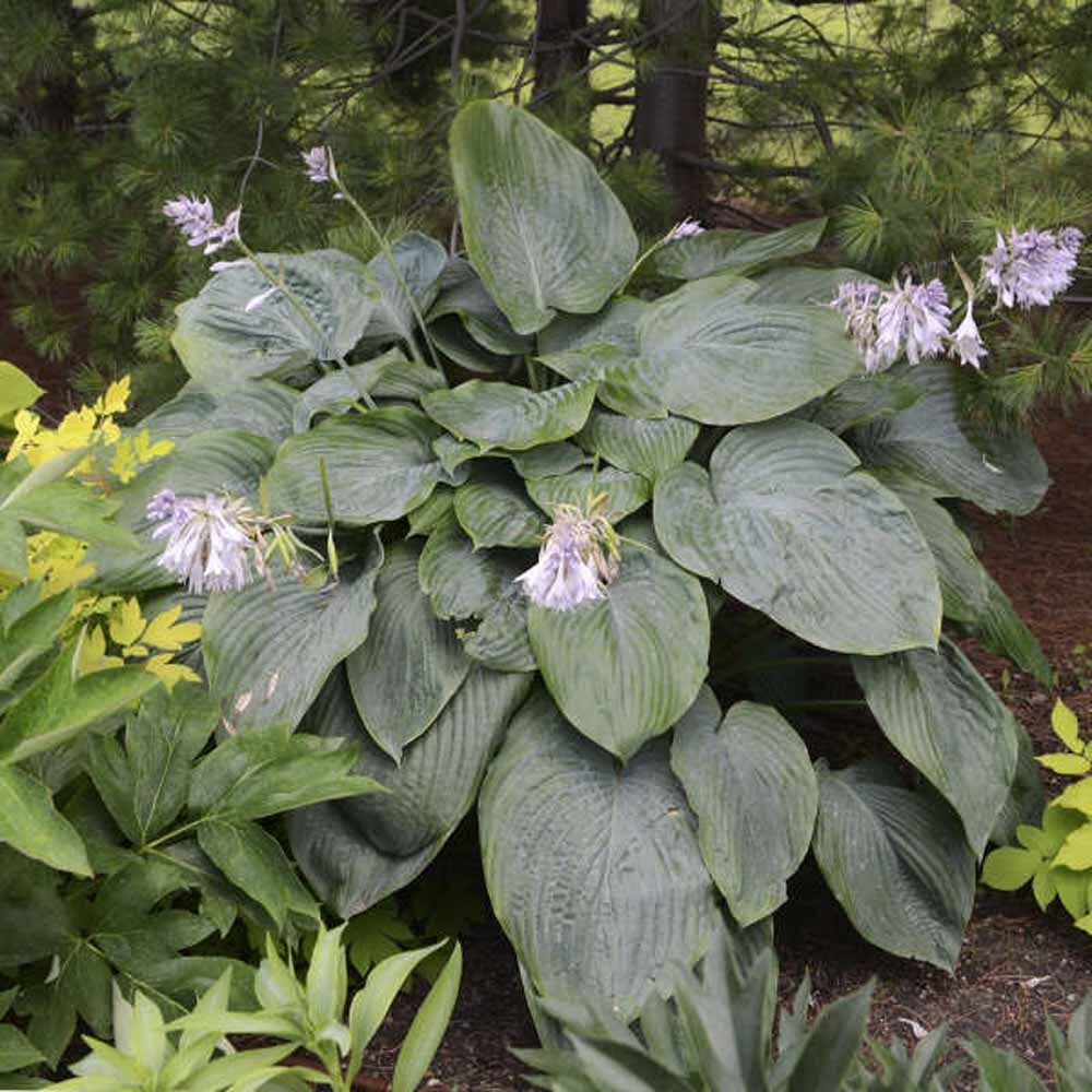 Empress Wu Hosta | Giant Blue-Green Shade Perennial