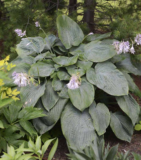 Empress Wu Hosta