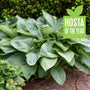 Hosta Empress Wu with giant deeply veined blue-green foliage in a woodland garden