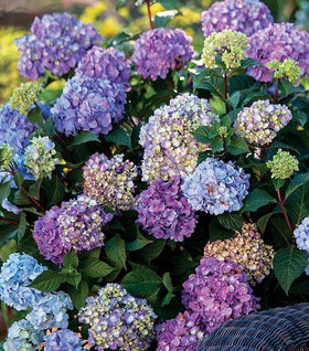 Endless Summer® BloomStruck® Hydrangea