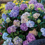 Large Blue and purple blooms of the bloomstruck hydrangea