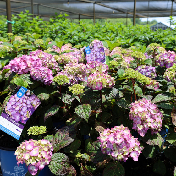Bloomstruck Hydrangea blooming in 3-Gallon Pots