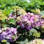 closer look into the flowery clusters of the blomstruck hydrangea with blueish-purple hues