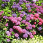 Endless Summer Hydrangea with flowering pink, purple, and light blue blooms