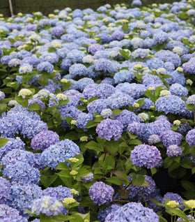 Endless Summer® Hydrangea