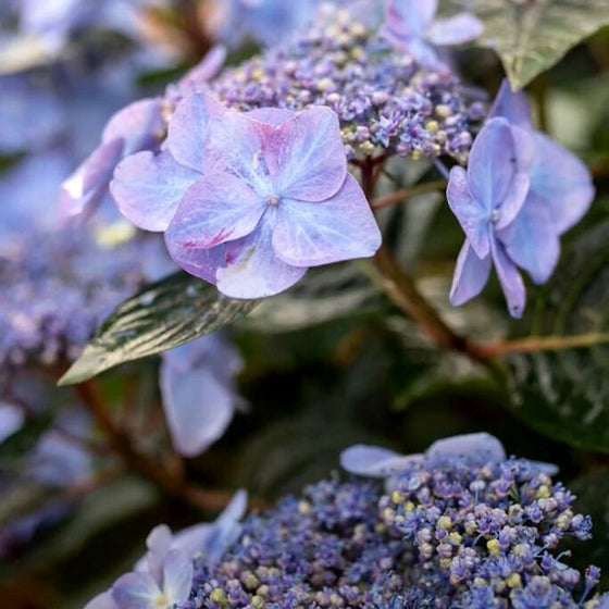 Buy Endless Summer® Pop Star® Hydrangea Online 