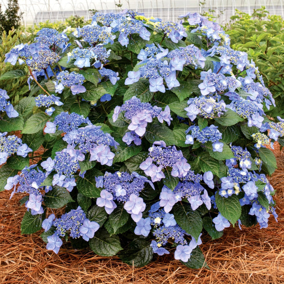 new bigleaf hydrangea 2023