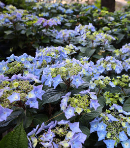 Endless Summer® Pop Star® Hydrangea