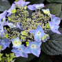 blue and purple blooms on Pop Star Hydrangea