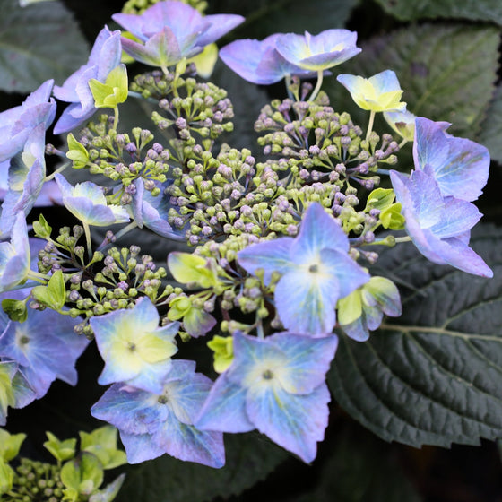 Endless Summer® Pop Star® Hydrangea | Garden Goods Direct