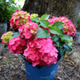 pink endless summer hydrangea blooming in 3-Gallon Pot