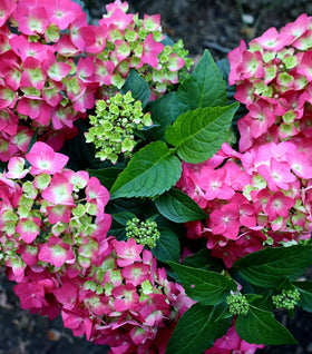 Cityline paris store hydrangea